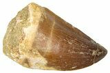 Fossil Mosasaur (Thalassotitan) Tooth - Morocco #374516-1